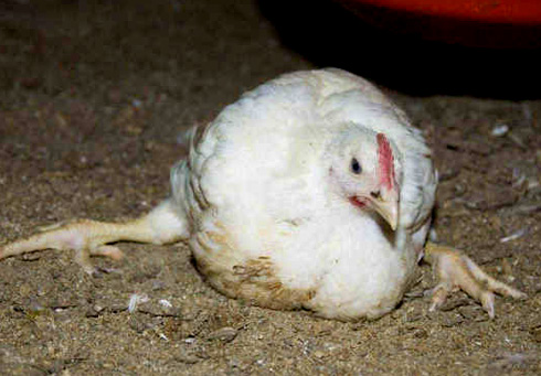 Почему цыплята падают на ноги?