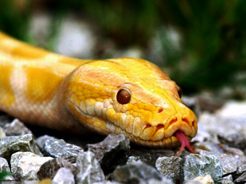 Что означает змея во сне?