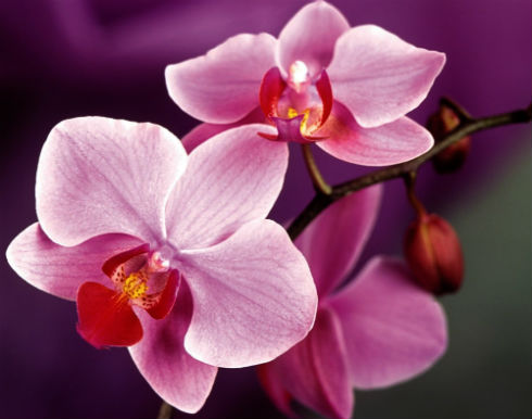Как поливать орхидею дома?